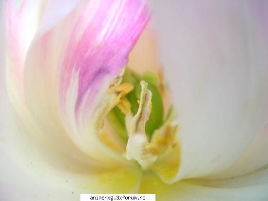 flori preferati mie imi place orhideea caci firava plapinda