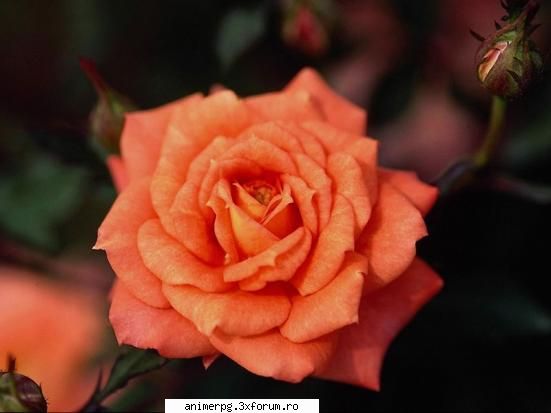 flori preferati dar tranda firul frumos