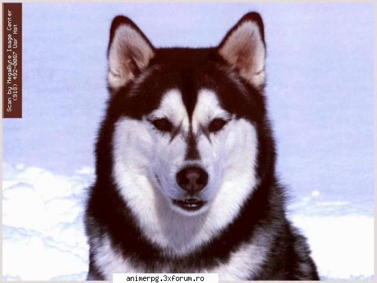 animal casa aveti??? animal casa da' vreau caine