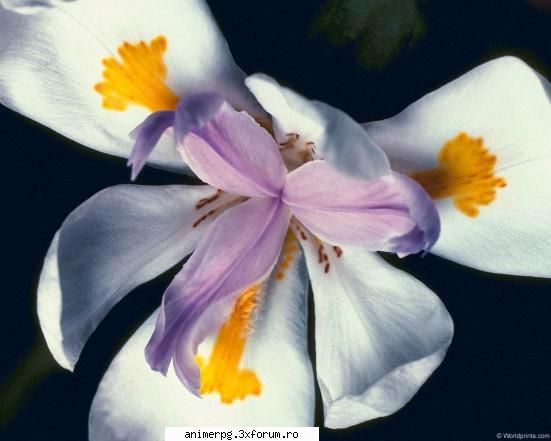 flori preferati pare asa