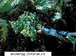 flori preferati sunt cei mai frumosi dar cei mai cunoscuti, sincer mie imi place athelas-ul mai