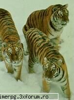 spirits super fain ma-i lasat citesc pana acum? faina... vreau neaparat citesc aici sau alta parte