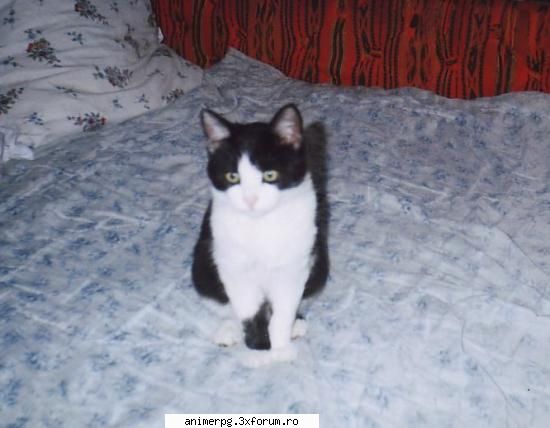 animale mie imi plac toate animalele special aceasta cauza mai spune pysycutza