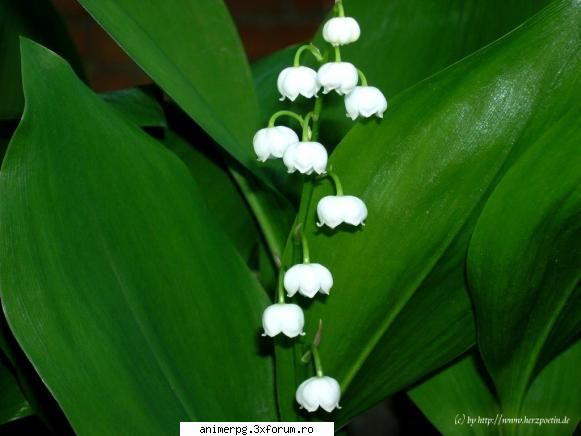 flori preferati imi plac alb (sau &nbsp;