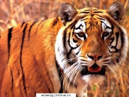 animale ati vrea fiti? vrea fiu leopard sau leu sau ador felinele mari