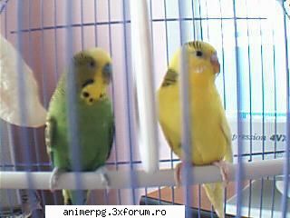 2 papagali : coco e cel verde si sarah cea galbena :d :dinti: :d ce animal de casa aveti???