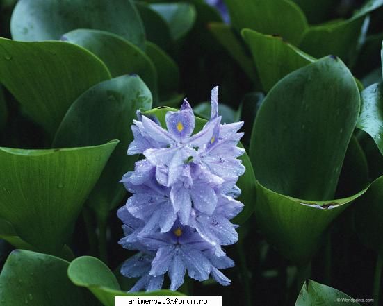 ce flori preferati ? - dar mie mai tare imi plac florile exotice - Flori